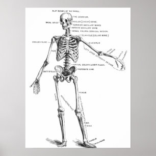 Affiche Schéma vintage de médecin squelette anatomie médic
