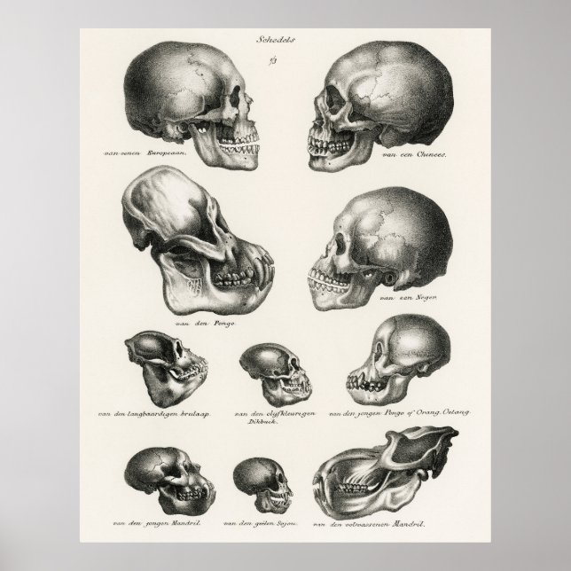 Affiche Schinz de Visser Singe Humain et Crâne Ape (Devant)