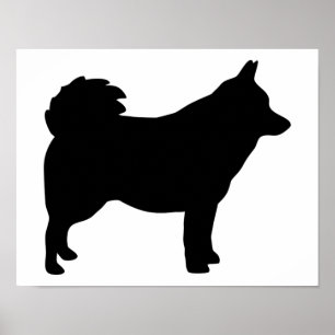 Affiche Schipperke