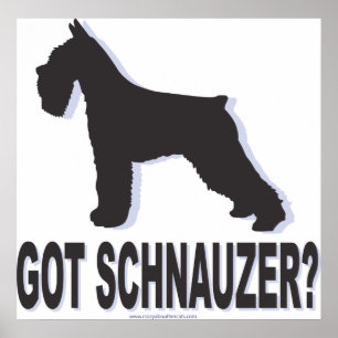 Affiche schnauzer