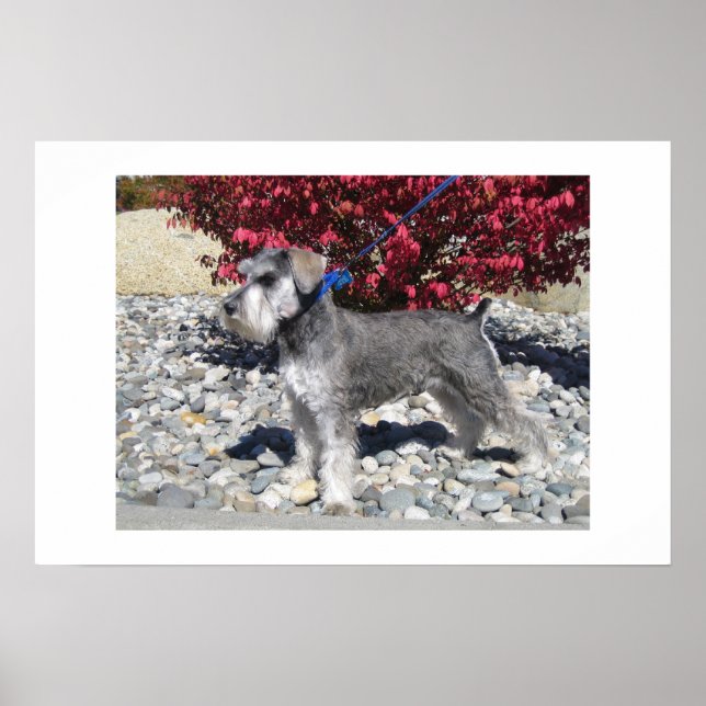 Affiche Schnauzer miniature (Devant)
