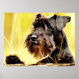 Affiche Schnauzer miniature