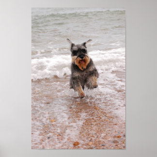 Affiche Schnauzer miniature en mer