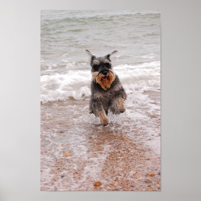 Affiche Schnauzer miniature en mer (Devant)