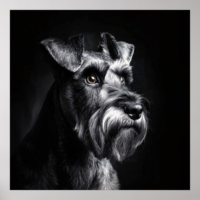 Affiche Schnauzer Monochrome Portrait (Devant)