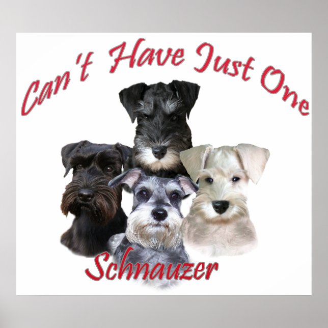 Affiche Schnauzer ne peut pas avoir qu'une seule impressio (Devant)
