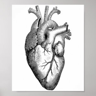 Affiche Science de l'anatomie cardiaque