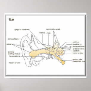 Affiche Science, Sciences de la vie, Diagramme d'une oreil