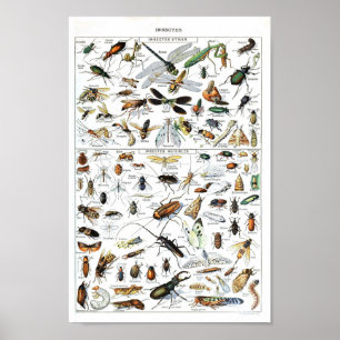 Affiche scientifique sur les insectes et les insec