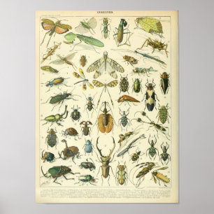 Affiche scientifique sur les insectes et les insec