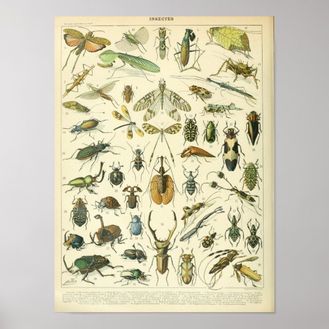 Affiche scientifique sur les insectes et les insec (Devant)