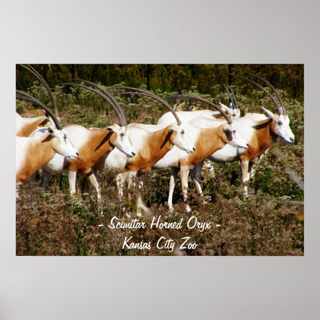 Affiche Scimitar Horned Oryx (Devant)