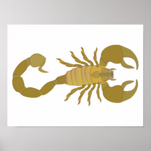 Affiche Scorpion