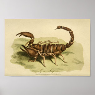 Affiche Scorpion Afrique vintage Histoire naturelle Imprim