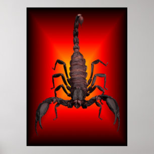 AFFICHE SCORPION DE GUERRE