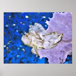 Affiche Scorpionfish