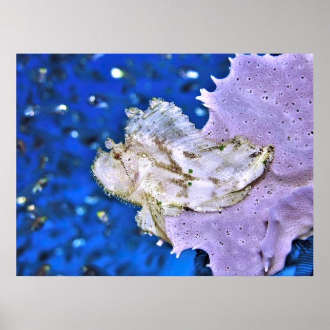 Affiche Scorpionfish (Devant)