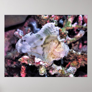 Affiche Scorpionfish