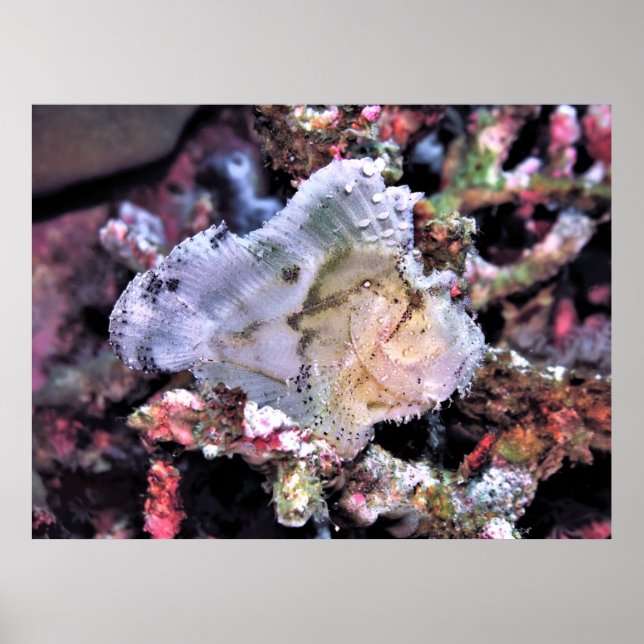 Affiche Scorpionfish (Devant)