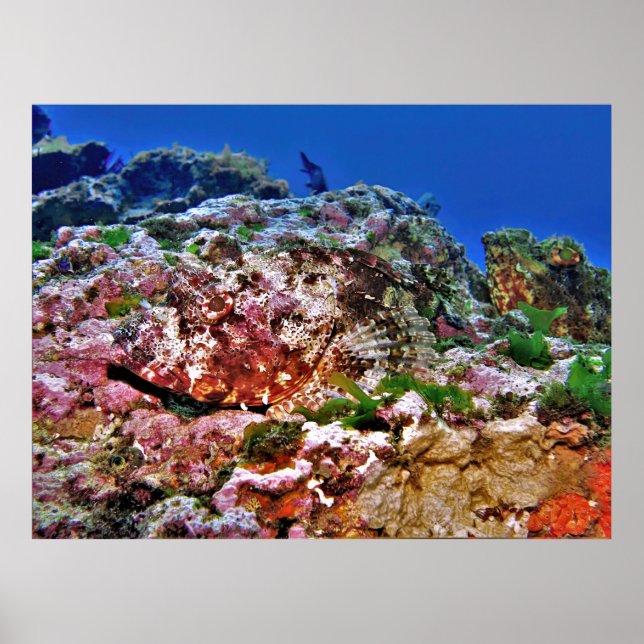 Affiche Scorpionfish (Devant)