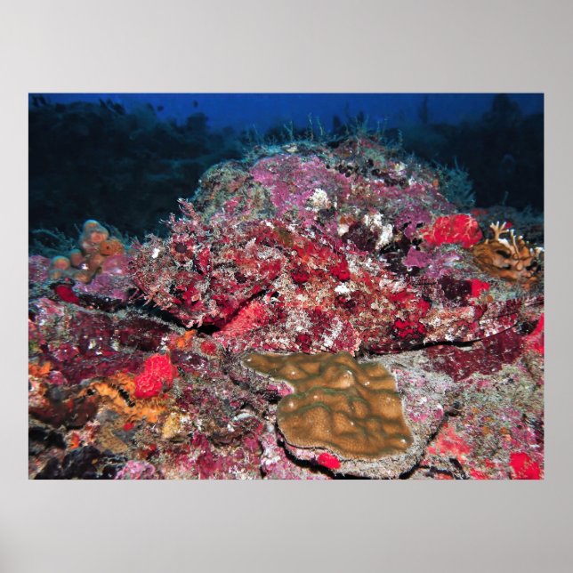 Affiche Scorpionfish caché (Devant)