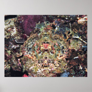 Affiche Scorpionfish Camouflé