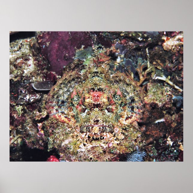 Affiche Scorpionfish Camouflé (Devant)