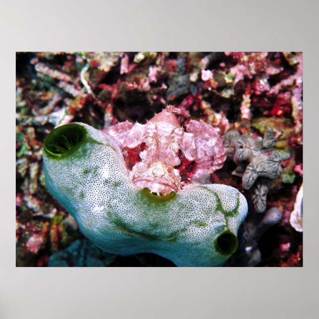 Affiche Scorpionfish contrasté (Devant)