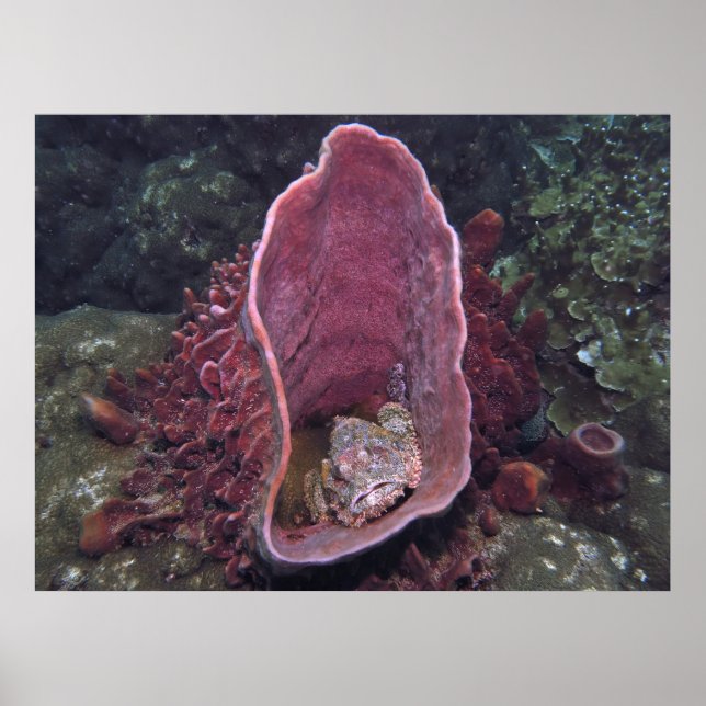 Affiche Scorpionfish dans une éponge (Devant)