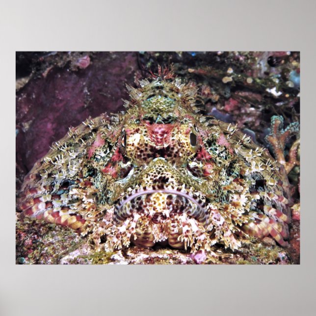 Affiche Scorpionfish Gros plan (Devant)