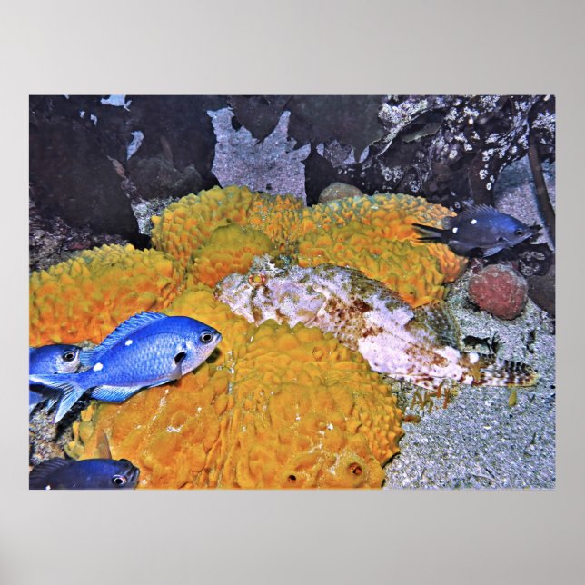 Affiche Scorpionfish sur l'éponge jaune (Devant)
