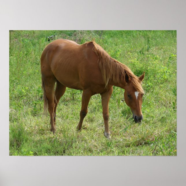 Affiche Scotch Eats (Devant)