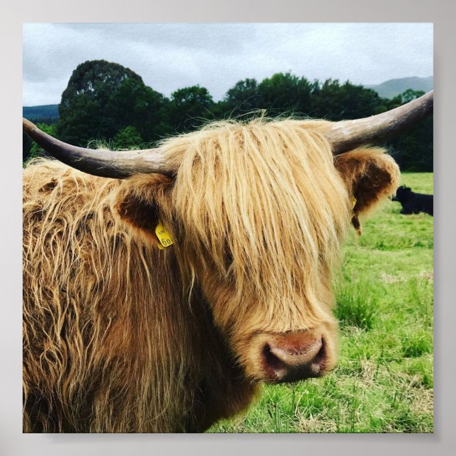 Affiche Scotland Highland Cow Art Photo (Devant)