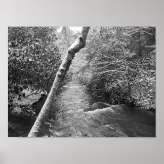 Affiche Scott Creek