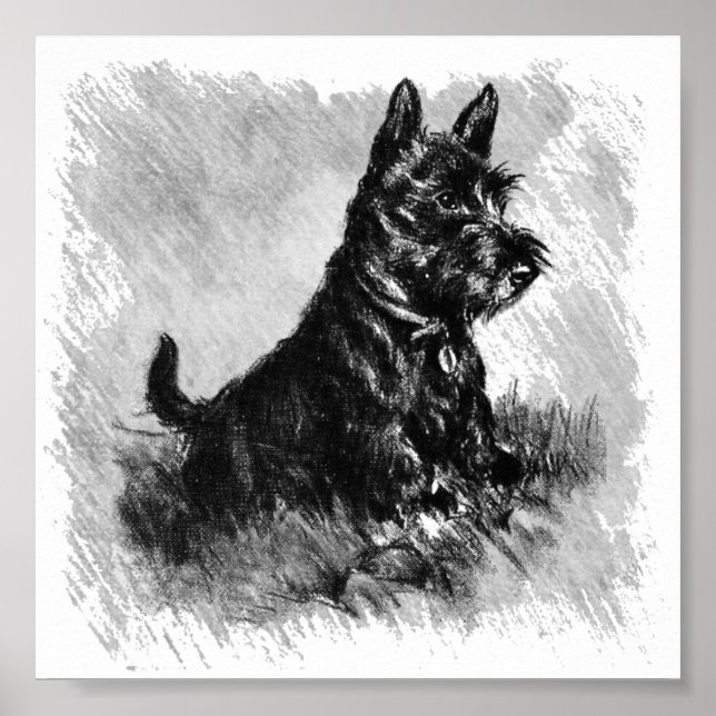 Affiche Scottie Puppy Style Charcoal (Devant)