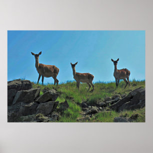 Affiche Scottish Deer Trio