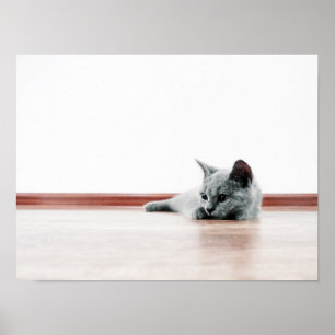 Affiche Scottish Fold Cat Kitten Super mignonne