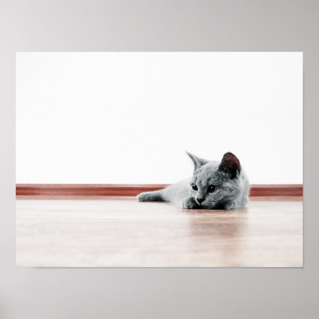 Affiche Scottish Fold Cat Kitten Super mignonne (Devant)