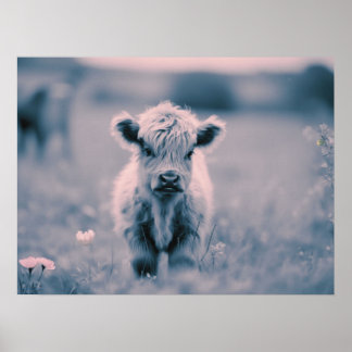 Affiche Scottish Highland Calf Baby Cow Pink Tint Imprimer