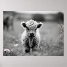 Scottish Highland Calf Baby Cow Soft Black White