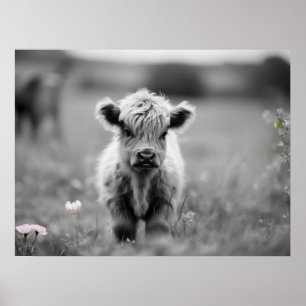 Affiche Scottish Highland Calf Baby Cow Soft Black White 
