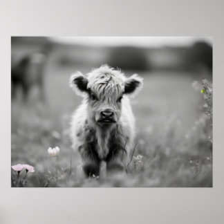 Affiche Scottish Highland Calf Baby Cow Soft Black White
