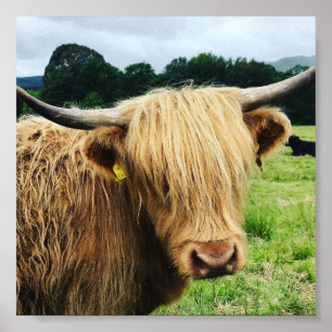 Affiche Scottish Highland Cow Art Photo Print