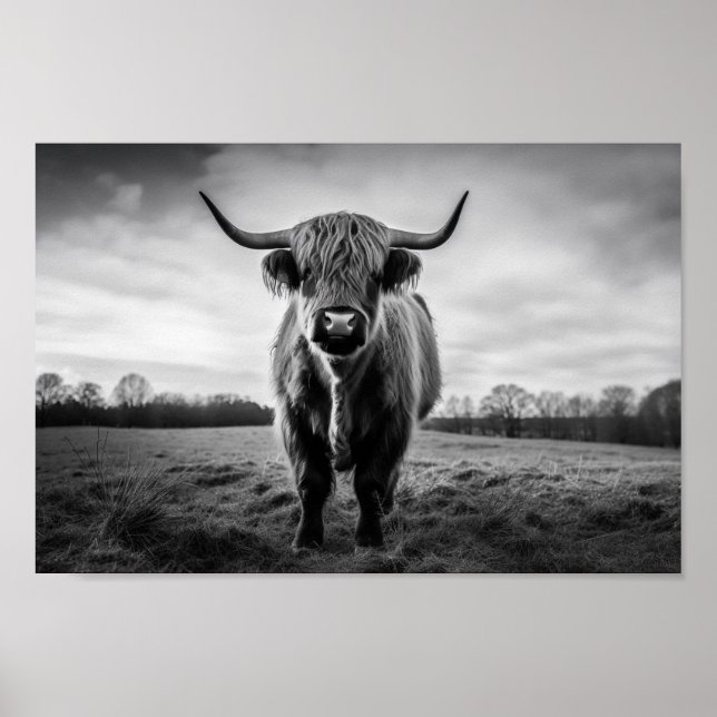 Affiche Scottish Highland Cow photo noir et blanc (Devant)