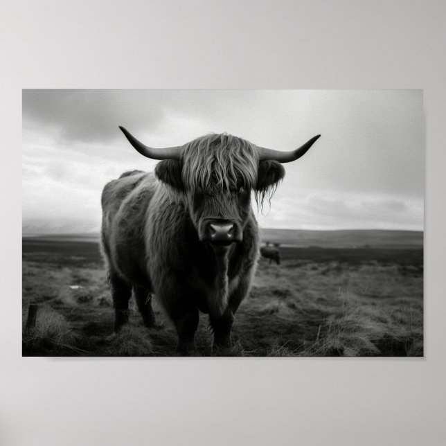 Affiche Scottish Highland Cow photo noir et blanc (Devant)