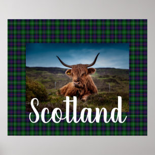 Affiche Scottish Highland Steer