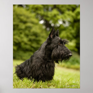 Affiche Scottish Terrier