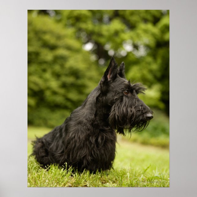 Affiche Scottish Terrier (Devant)