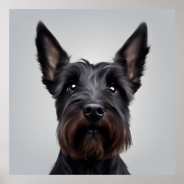 Affiche Scottish Terrier (Devant)