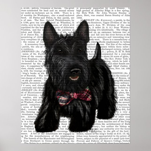 Affiche Scottish Terrier and Bow (Devant)
